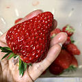 草莓季节快结束了
老妹特地送来的，好久没吃到这么好吃的草莓了