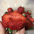 草莓季节快结束了
老妹特地送来的，好久没吃到这么好吃的草莓了