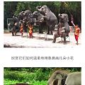 如果去泰国，拜托不要看任何，人组织和经营的大象表演啊……