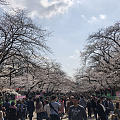 日本・東京上野🌸 日本人这样赏樱花