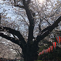 日本・東京上野🌸 日本人这样赏樱花
