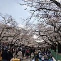 日本・東京上野🌸 日本人这样赏樱花