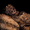 德国巴伐利亚瓦尔察森的西铎会修道院中用珠宝装饰的骷髅，17、18世纪取自罗马...