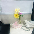 今天办公室是有花的