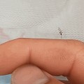 有什么方式灭蚊最好？