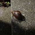 偶遇超级大蜗牛