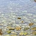到海边呼吸新鲜空气,没想到清澈见底海水里,竟然有那么多的小鱼小虾和小螃蟹