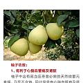 【我爸是农民】帮爸爸卖柚子，自家果园的度尾红心文旦柚，鲜嫩多汁