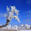 人生如雪，雅在外，淡于心，你若起舞，万般精彩，你若盛开，清芬自来……