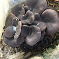 我也来问一下，这蘑菇可以吃吗？家门口发的，以前是桐树砍了的根