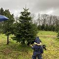 圣诞将至，北欧人喜欢用真的圣诞树来装饰，今年又砍了一颗2米多高的圣诞树🎄回家...