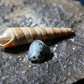 油库料