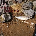 鸡汤喝多了弄点鱼汤😂