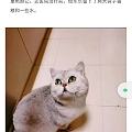 WH猫坚强