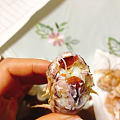 你们那儿管皮皮虾叫什么?