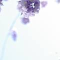 四月末的紫藤花