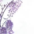 四月末的紫藤花