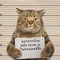 一只违反禁令被捕的猫咪🐱