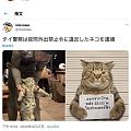 一只违反禁令被捕的猫咪🐱