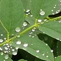 雨后的乡村空气清新，真是好地方远离喧嚣。