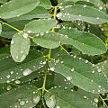 雨后的乡村空气清新，真是好地方远离喧嚣。