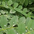 雨后的乡村空气清新，真是好地方远离喧嚣。