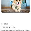 犬类的寿命排名