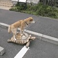 如何让狗不在楼道里拉尿?