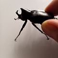 散步时发现一只新型甲壳虫，有认识的吗？