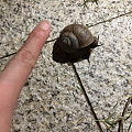 蜗牛🐌和蛞蝓