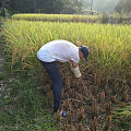 割水稻了，还有没有想回农村的，没有的话，我等过年再问问。