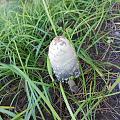 公园松树下发现的大蘑菇，有认识的吗？