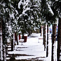 一场初雪