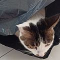超级喜欢塑料袋的猫猫