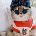 我羡慕这只猫咪，普通的小帽子被它戴的好可爱啊