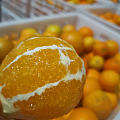 橙子是我的真爱