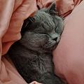 猫睡觉为什么有咕噜咕噜声？