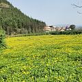 贵州醇景区看到油菜花