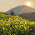 夕阳下的茶山⛰️