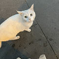 刚下班，坐在路边吃个牛肉饼，居然引来了一只小猫咪