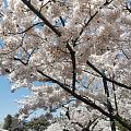 清明休息了一天，青岛中山公园玩了一趟，累死了，人特别多！哪是看樱花，看人差不多