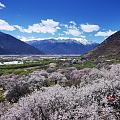 我们去波密的路上，经过嘎啦桃花村，拍了几张，往色季拉山走了，看看能否拍到南迦...