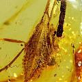 缅甸虫珀
缅甸琥珀形成于一亿年左右的白垩纪时期，是事实已发现的最古老的琥珀，...