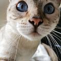水红包 要说有什么比翠翠还难拍的话 绝对是猫眼睛