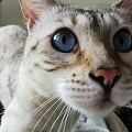 水红包 要说有什么比翠翠还难拍的话 绝对是猫眼睛