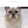 这是个什么品种的猫啊？