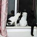 傻猫扑纱窗害怕