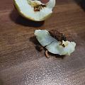 一个枣里究竟生活几条虫,我想知道我有没有吃下去一条!
