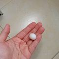 我的黄桃下蛋了，拿出来不小心掉地上磕破了😂，还好不是受精的蛋公鸟七七前飞走了。