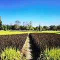 北京最佳水稻观赏地—玉东公园
往年国庆前，这里的水稻就收割完了，现在依然稻田...